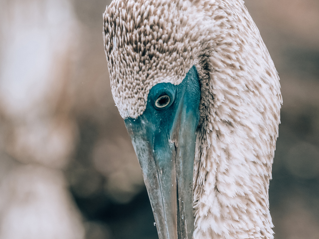 Wonders of the Galápagos and Machu Picchu